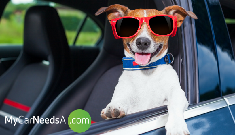 Taking The Dog on A Trip? Let Us Fetch You Some of The Best Accessories for Your Car